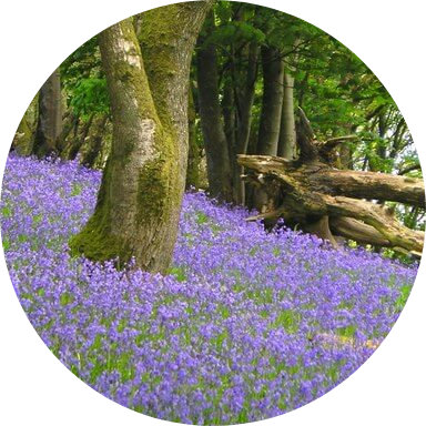 Bluebell wood